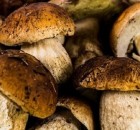 funghi-porcini-sottaceto